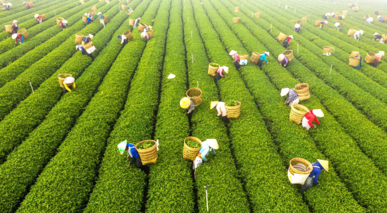 Vẻ đẹp mơ mộng, hoang sơ, trữ tình của cao nguyên Di Linh, Lâm Đồng