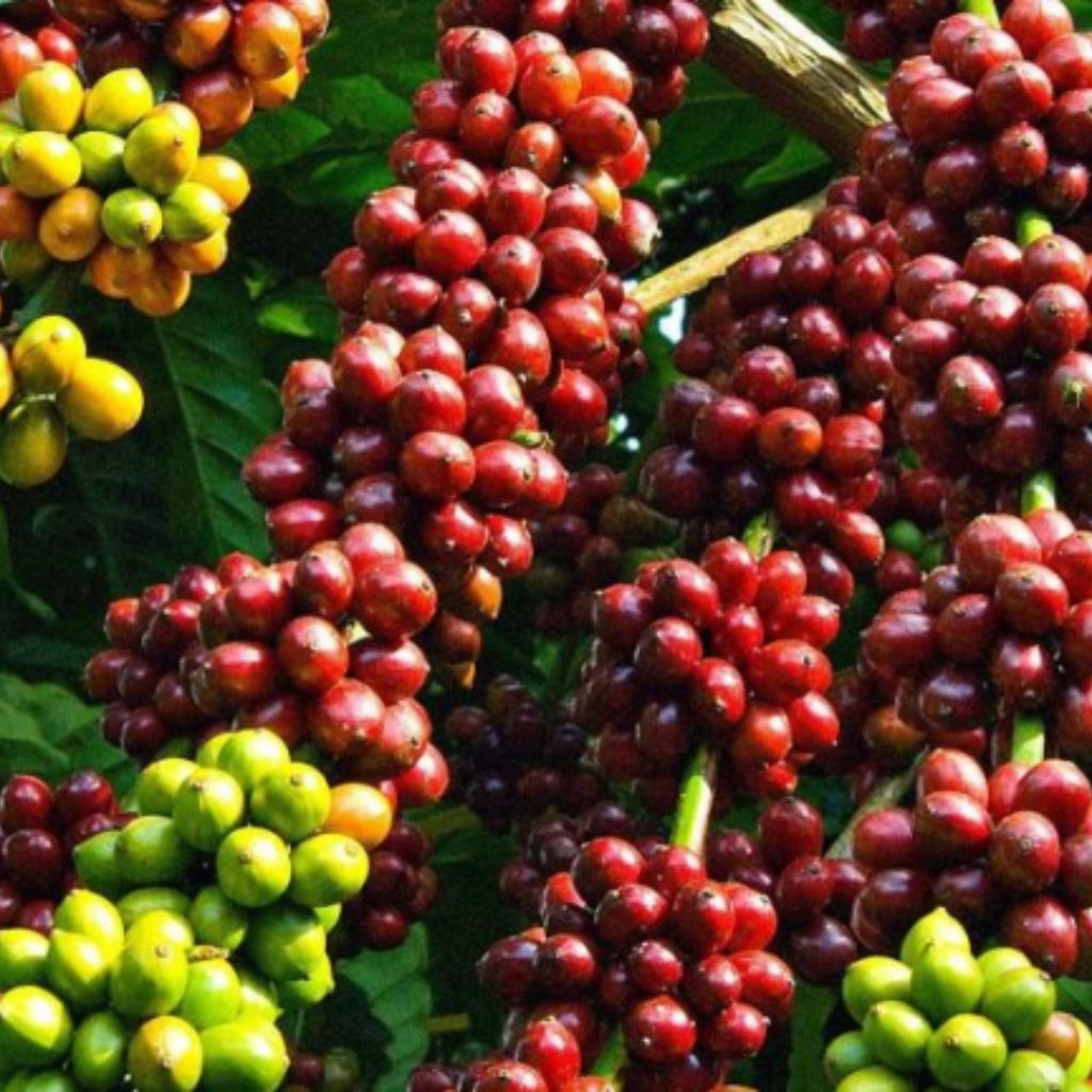 nông sản di linh