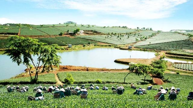 Bản Đồ Quy Hoạch Di Linh 2026: Hướng Dẫn Tra Cứu Chi Tiết