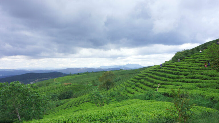 Đồi chè xanh cao nguyên Di Linh Lâm Đồng