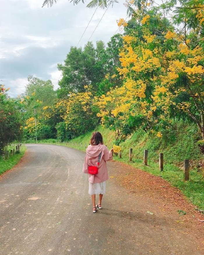 Đường làng Di Linh rợp bóng hoa vàng cao nguyên Lâm Đồng